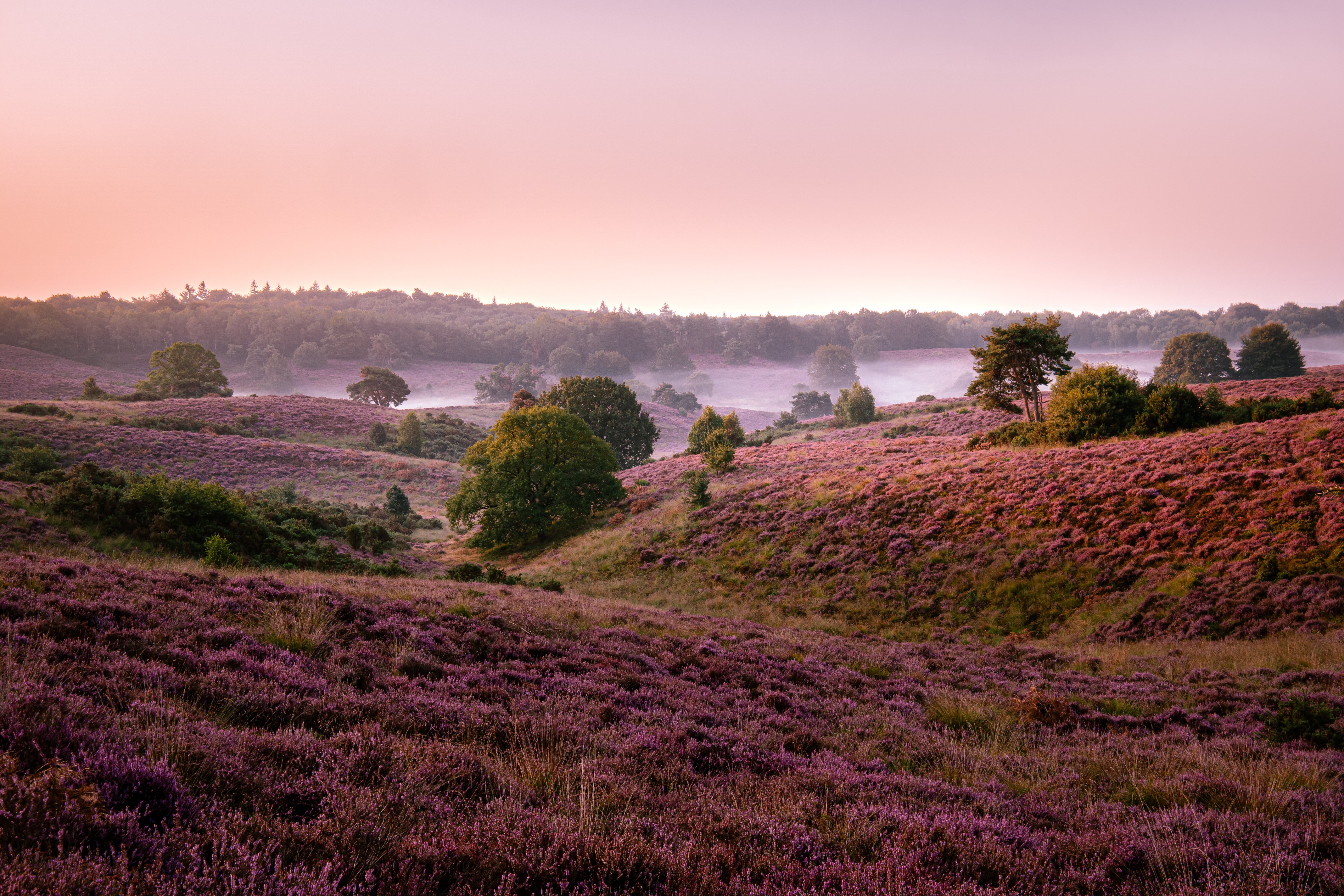 This image shows the Posbank area of the Veluwe, Netherlands.